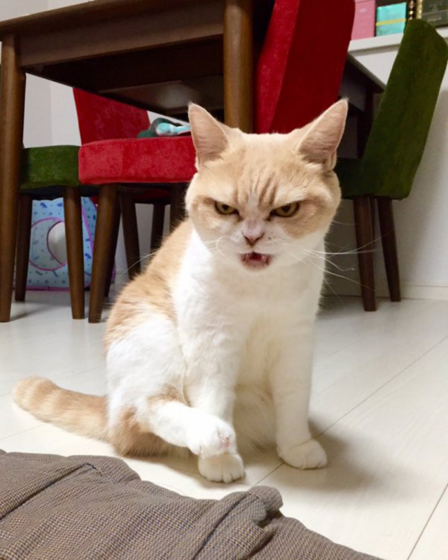 Сердитый кот Коюки