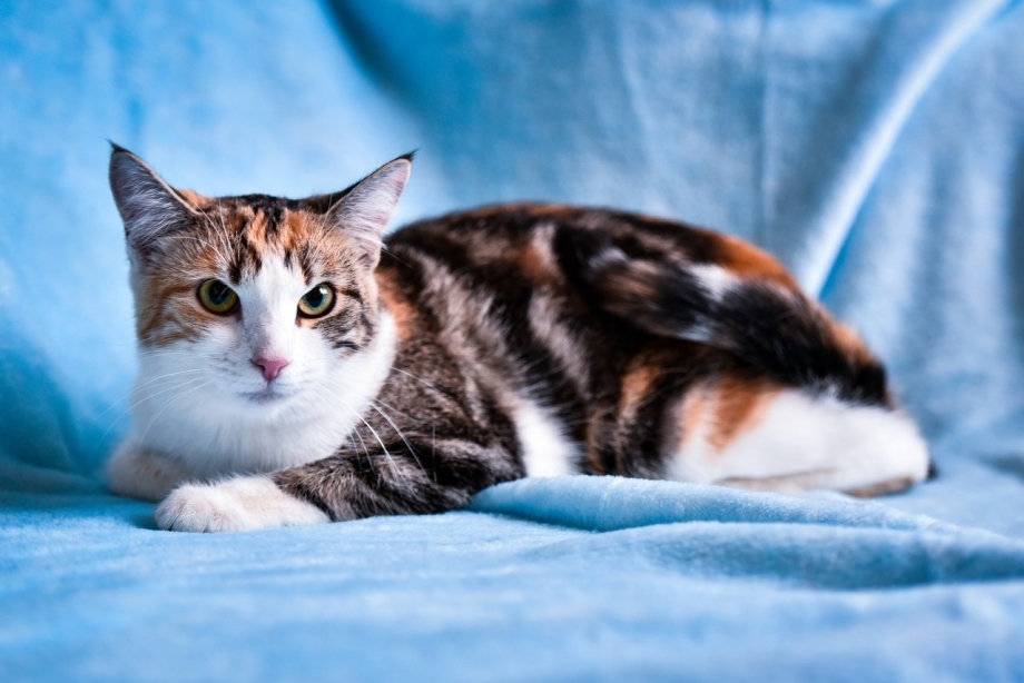 Котята Пятицветные