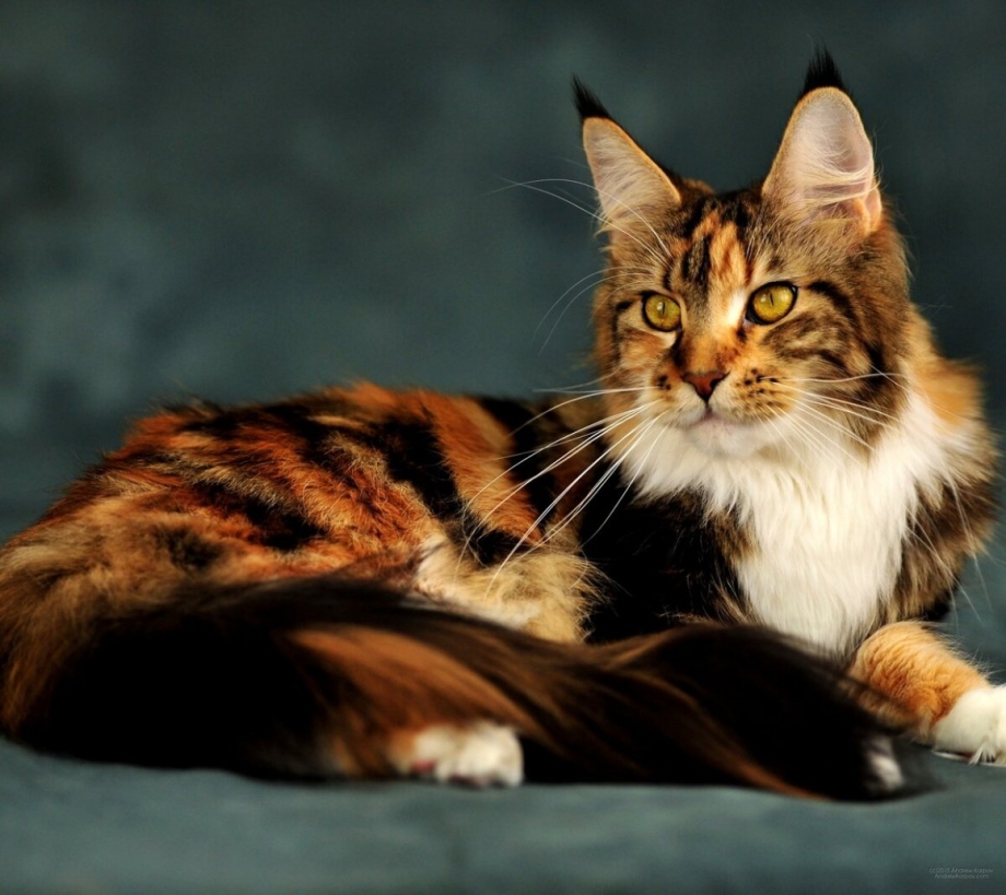 Норвежская Лесная кошка скоггкэт