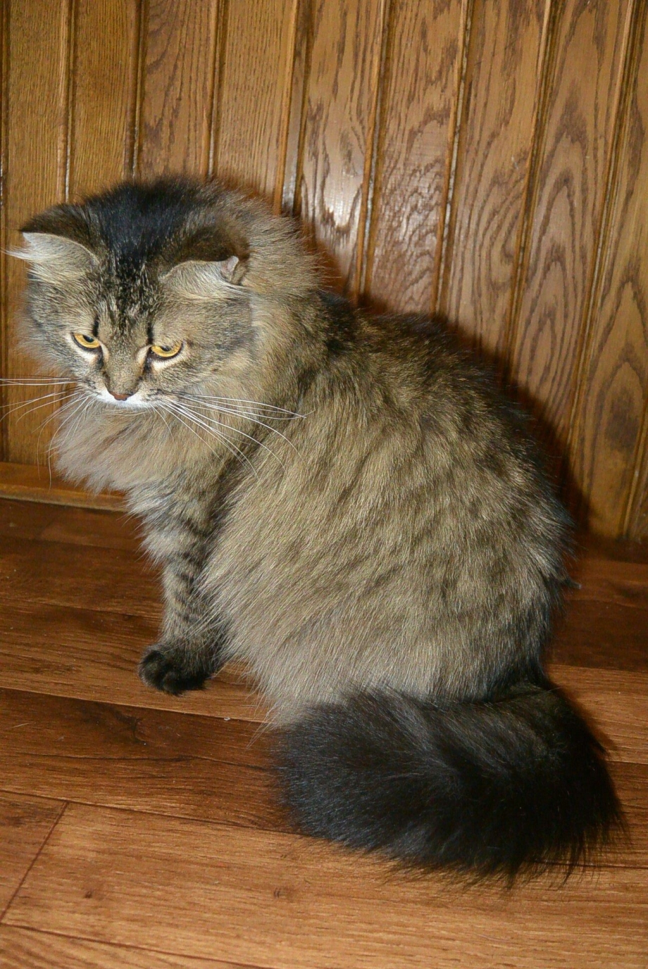 Бенгальский кот
