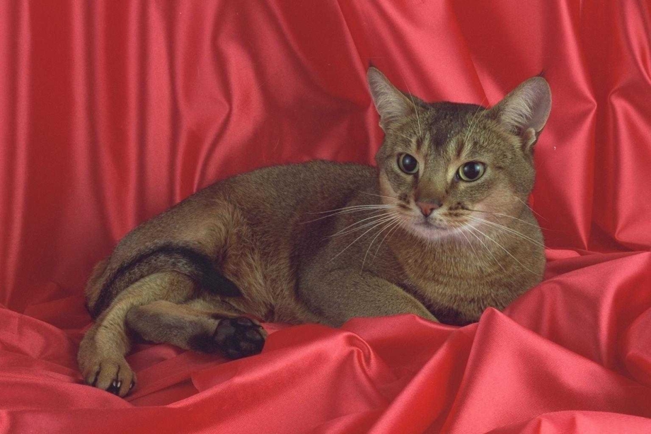 Кот Норвег