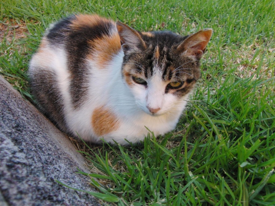 Кот лесного окраса