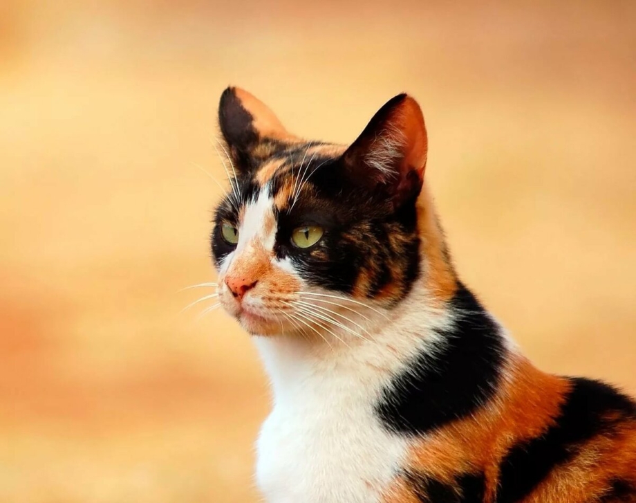 Трехцветная кошка с котятами