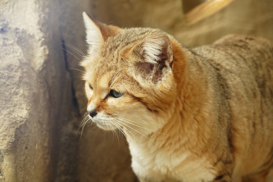 Метис барханного кота