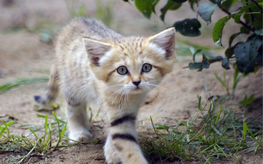 Дикая барханная кошка