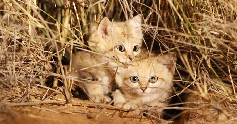 Песчаная кошка с котятами