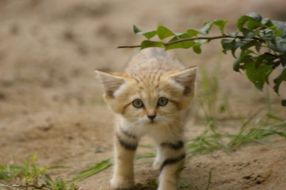 Песчаная барханная кошка