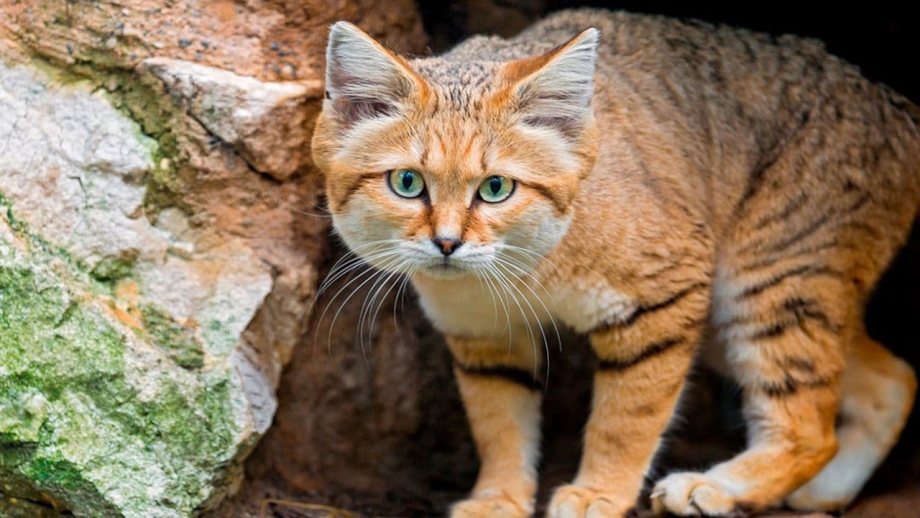 Барханный песчаный кот