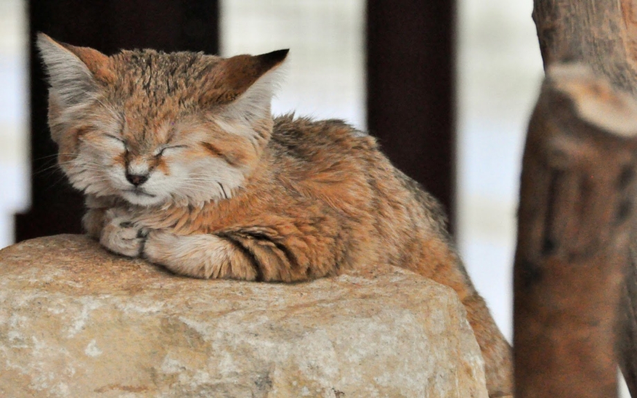 Барханная кошка котята