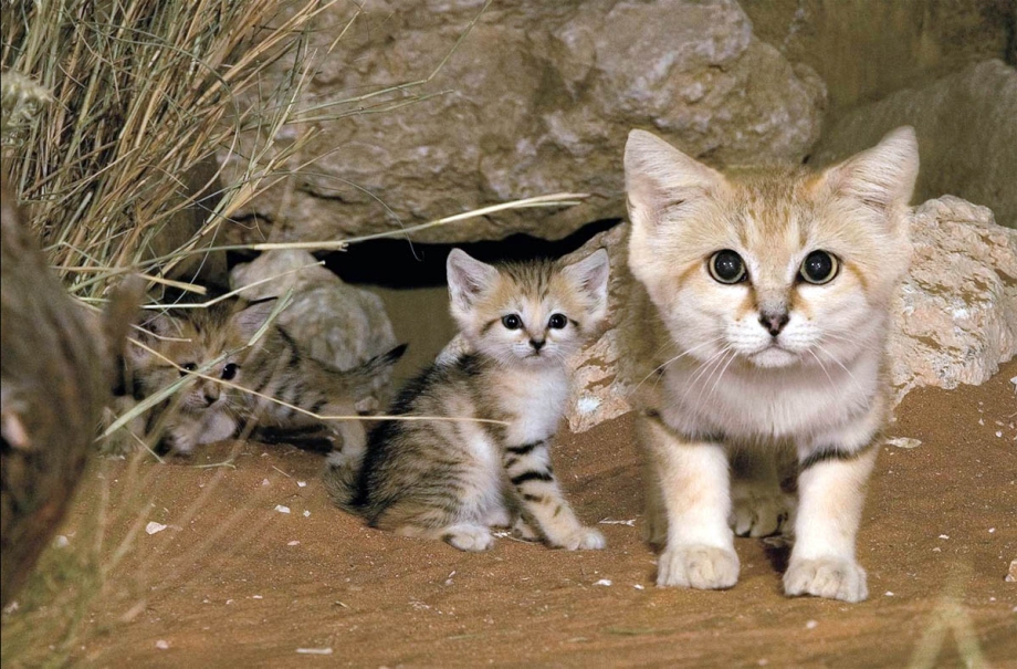 Песчаный или барханный кот
