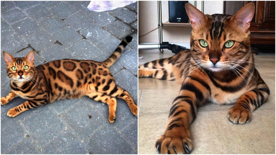 Тор бенгальский кот
