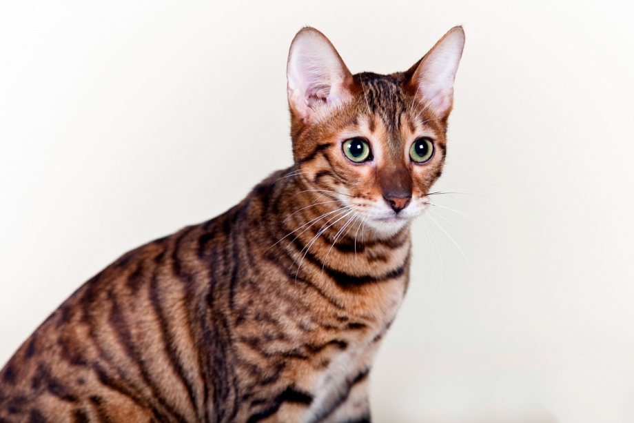 Бенгальский кот