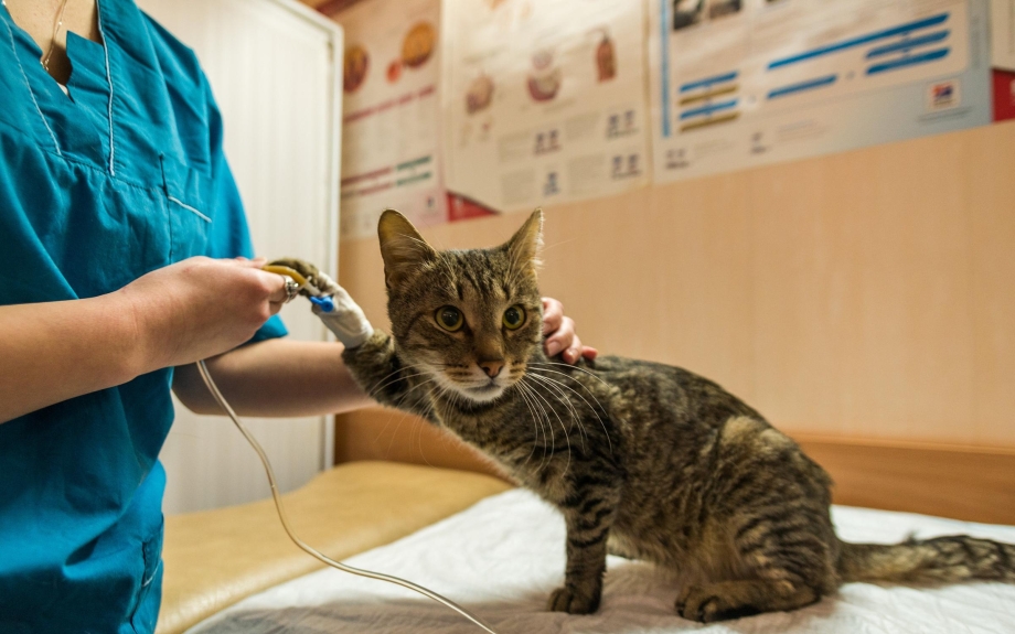Кошка в ветеринарной клинике