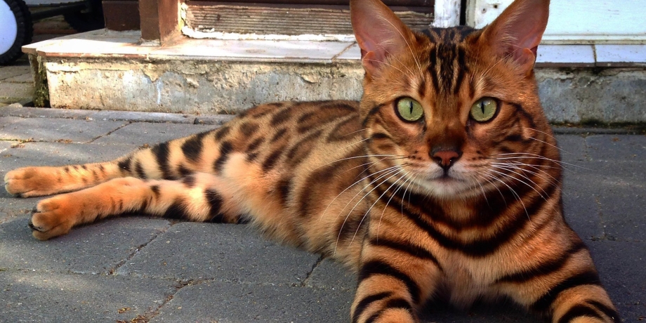 Кошка тойгер котята