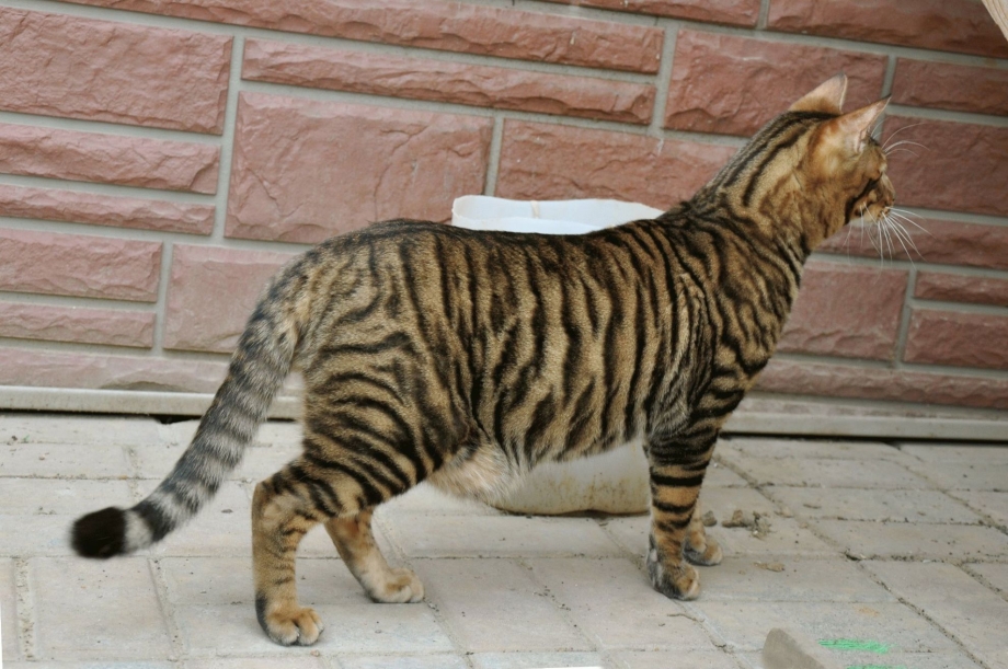 Коты породы тойгер