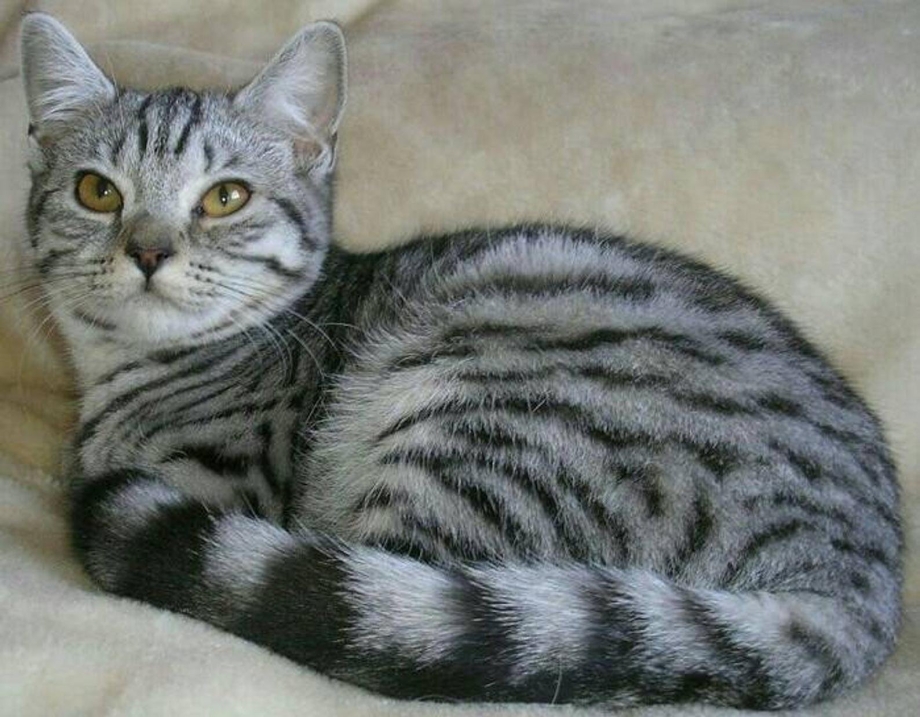 Бенгальская кошка Тигер