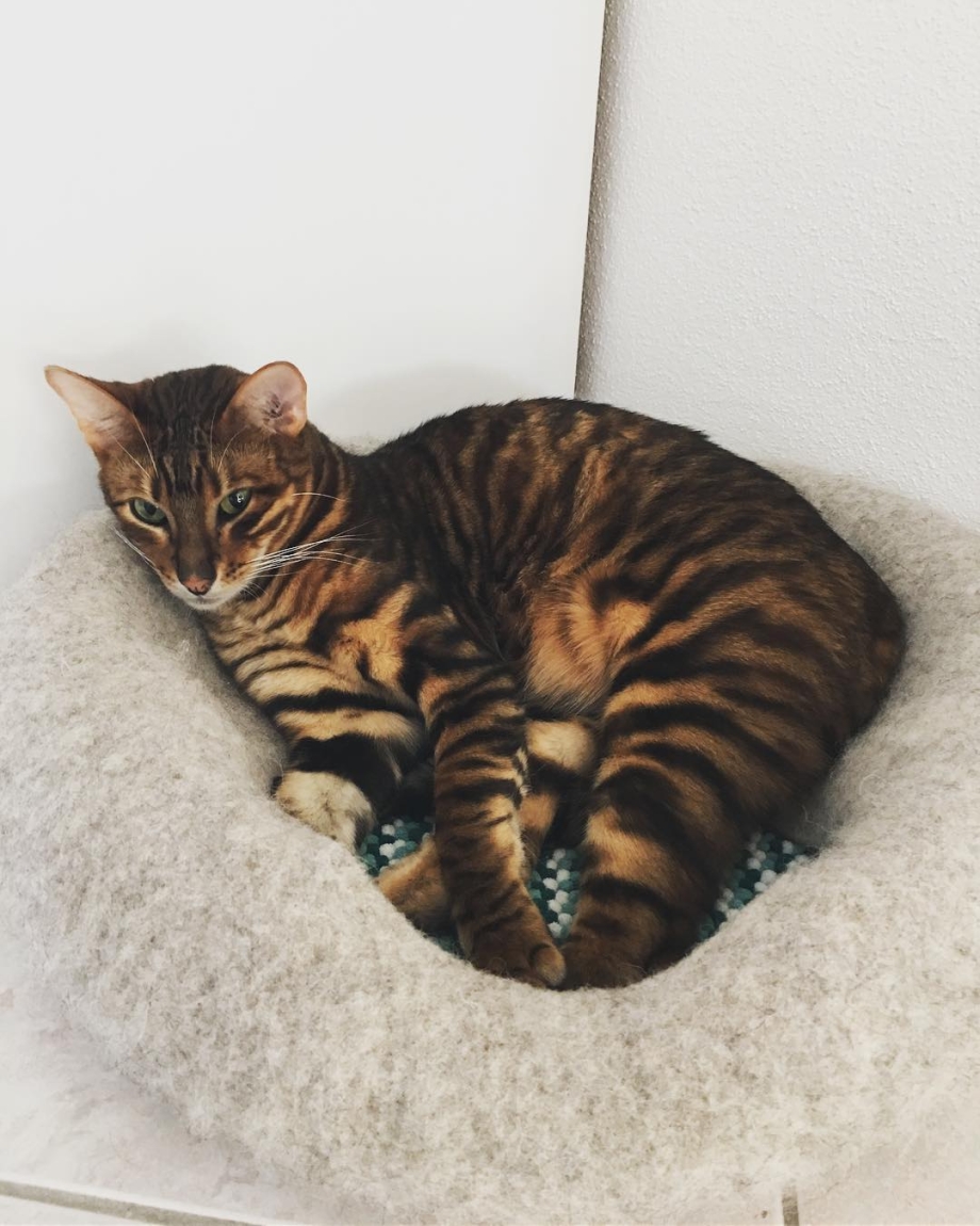 Коты тойгер