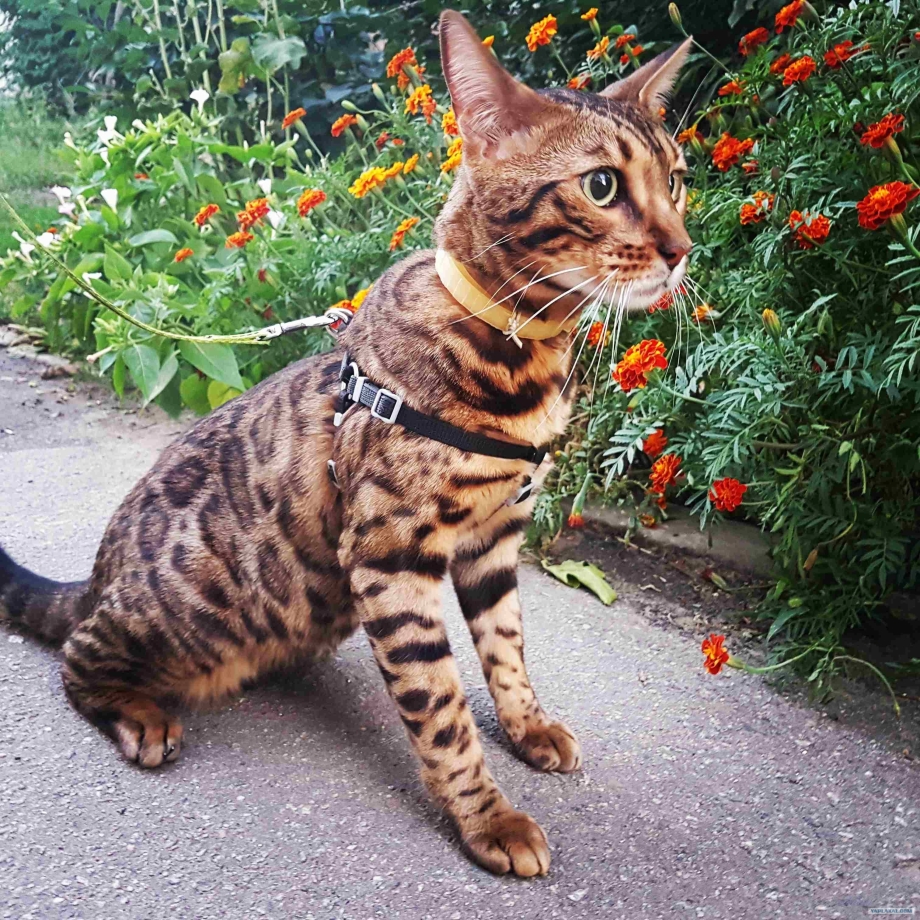 Тойгер котенок серый