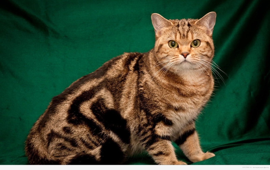 Бенгальский кот