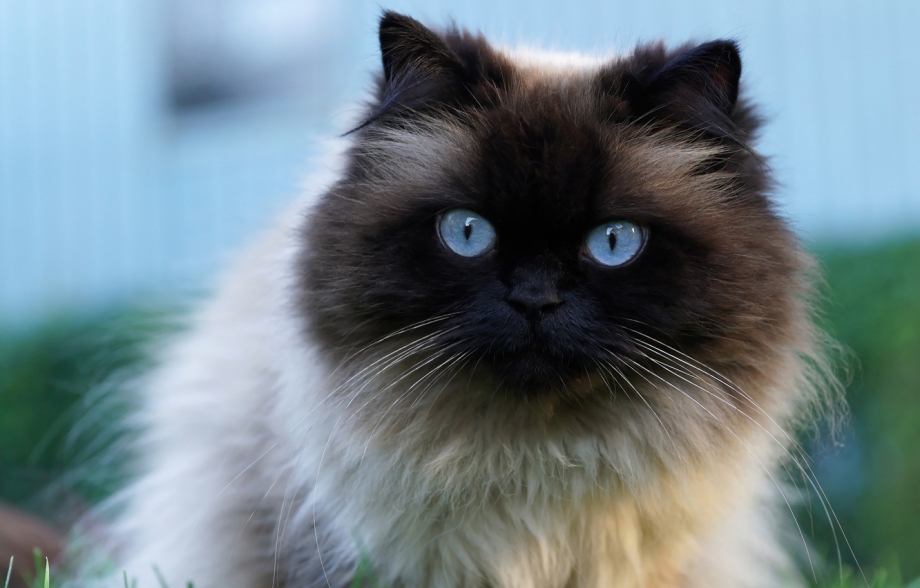 Гималайская кошка короткошерстная