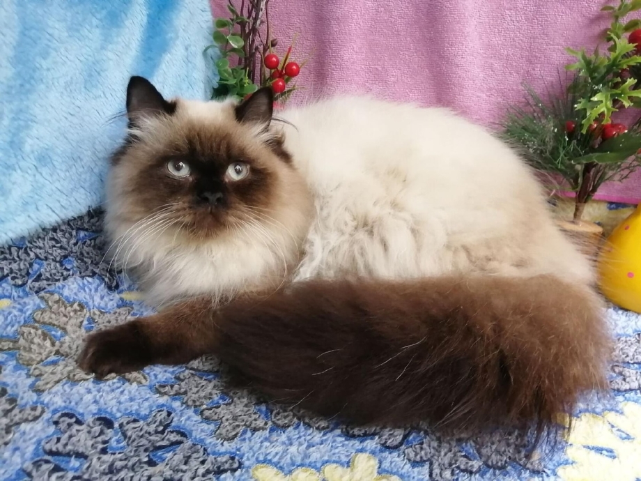 Сиамский кот Рэгдолл