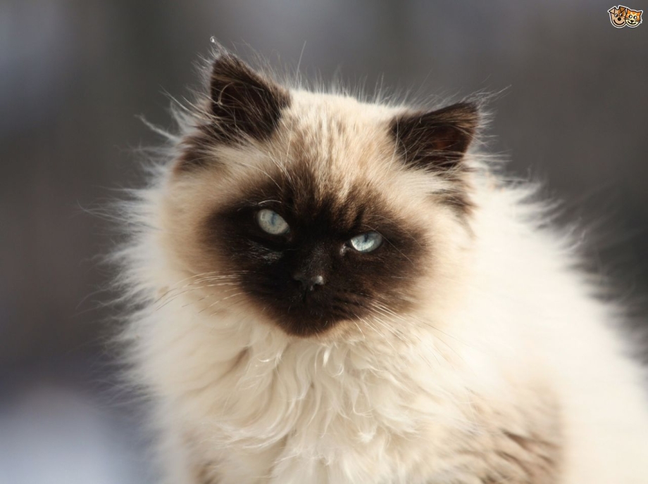 Сиамская кошка Рэгдолл