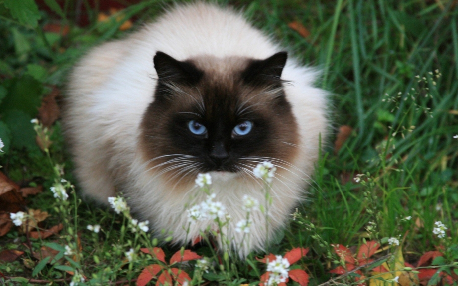 Невская гималайская Сиамская кошка