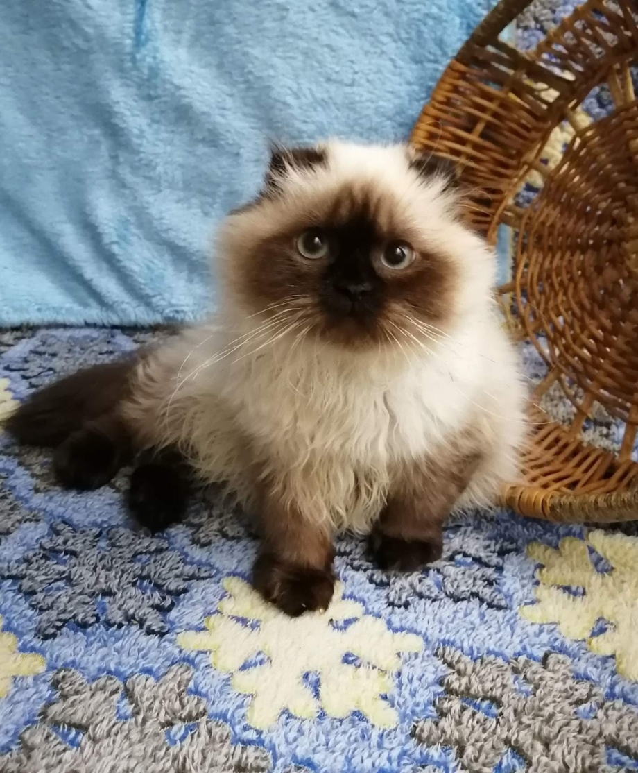 Гималайская вислоухая кошка