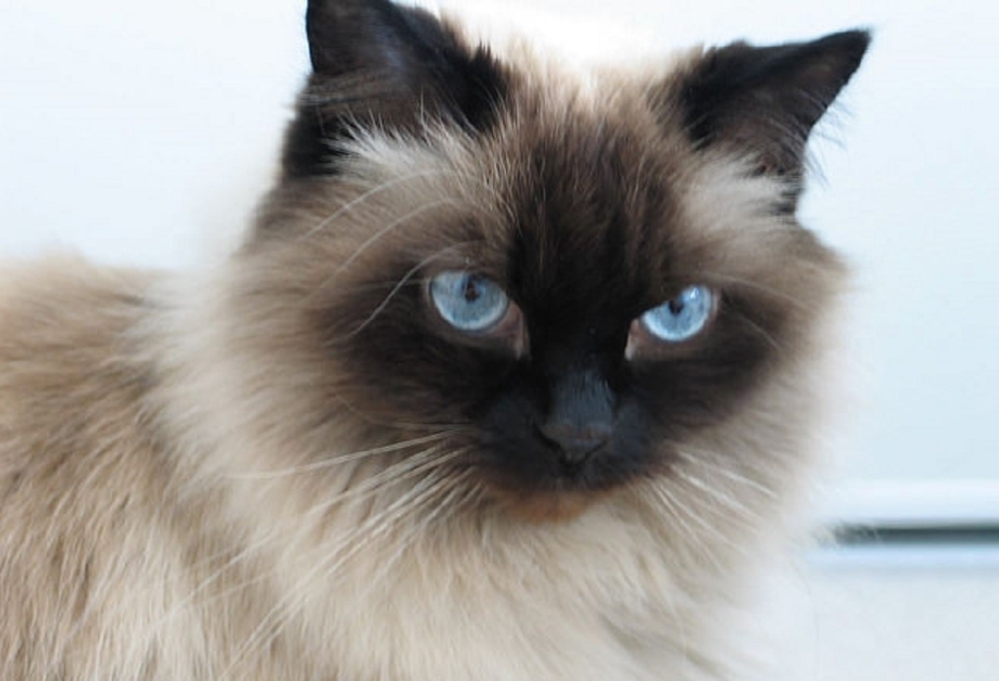 Гималайская кошка рыжая