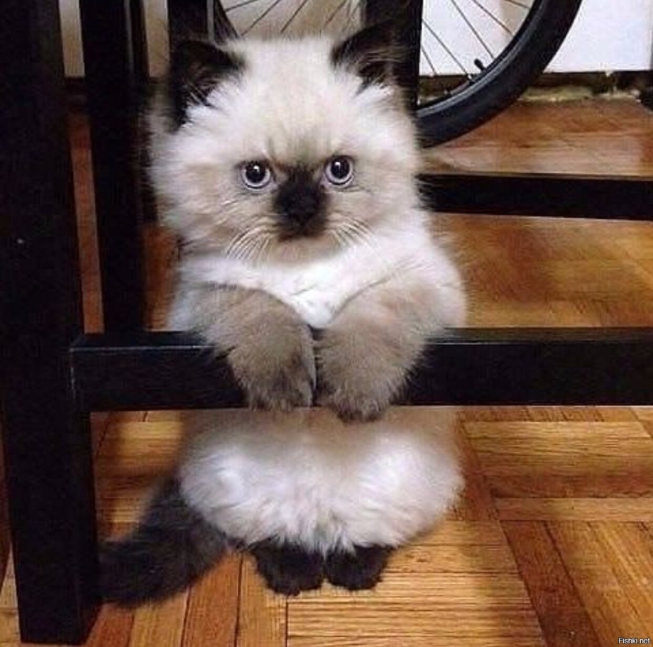 Сиамская вислоухая кошка