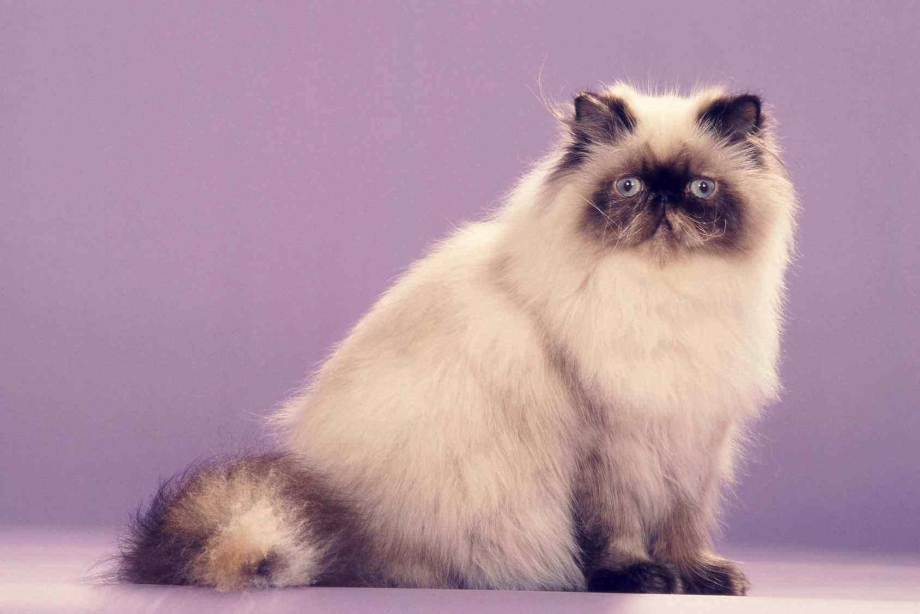 Гималайская вислоухая кошка