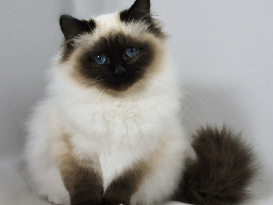 Невская гималайская Сиамская кошка