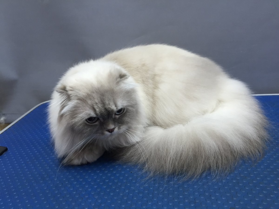 Персидская вислоухая кошка короткошерстная