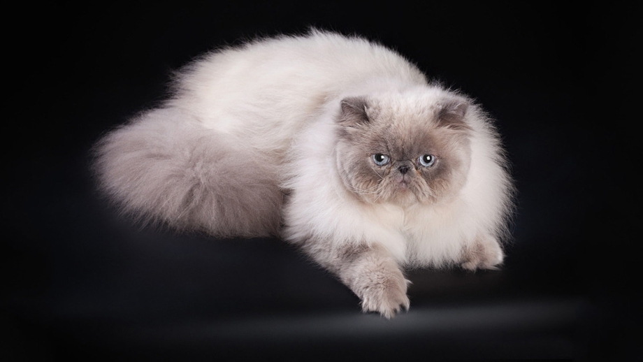 Невская гималайская Сиамская кошка