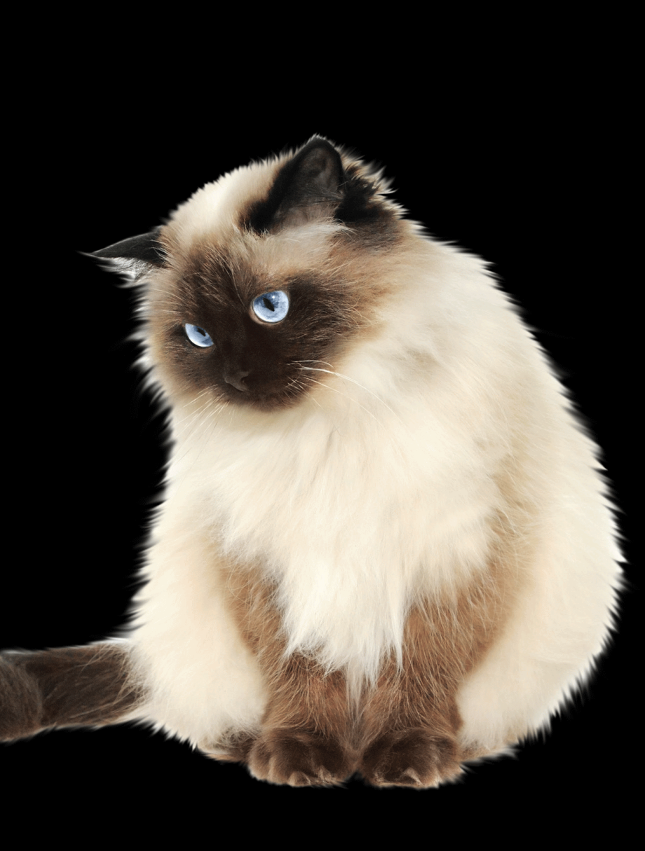 Породы кошек гималайская кошка