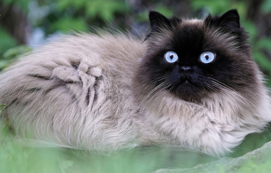 Персидская кошка