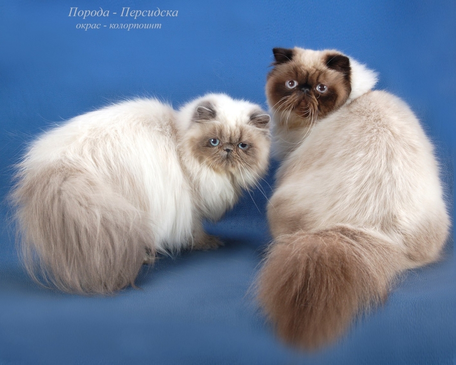 Персидская вислоухая кошка