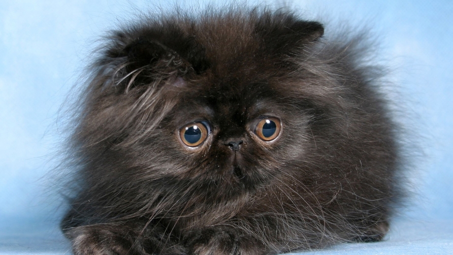 Персидский кот плюс сиамский