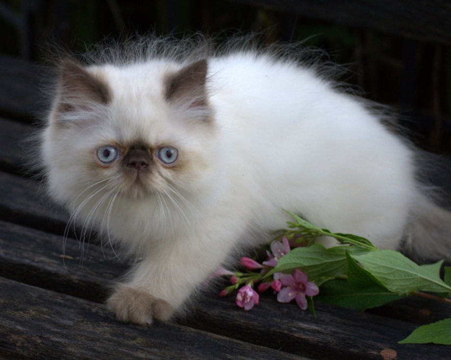 Гималайский персидский кот