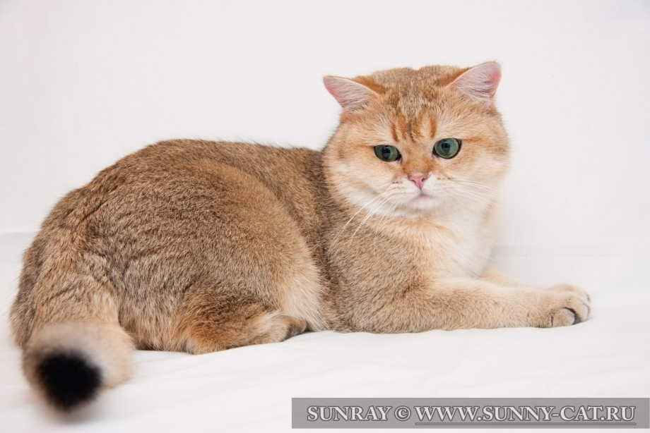 Шотландская кошка Золотая шиншилла