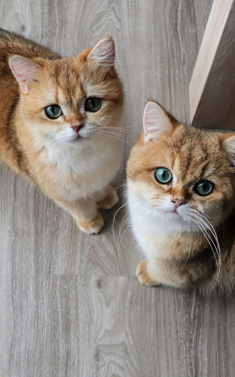 Шотландская кошка Золотая шиншилла мраморная