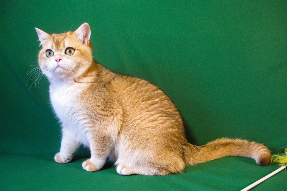 Британская короткошёрстная кошка шиншилла золотистая
