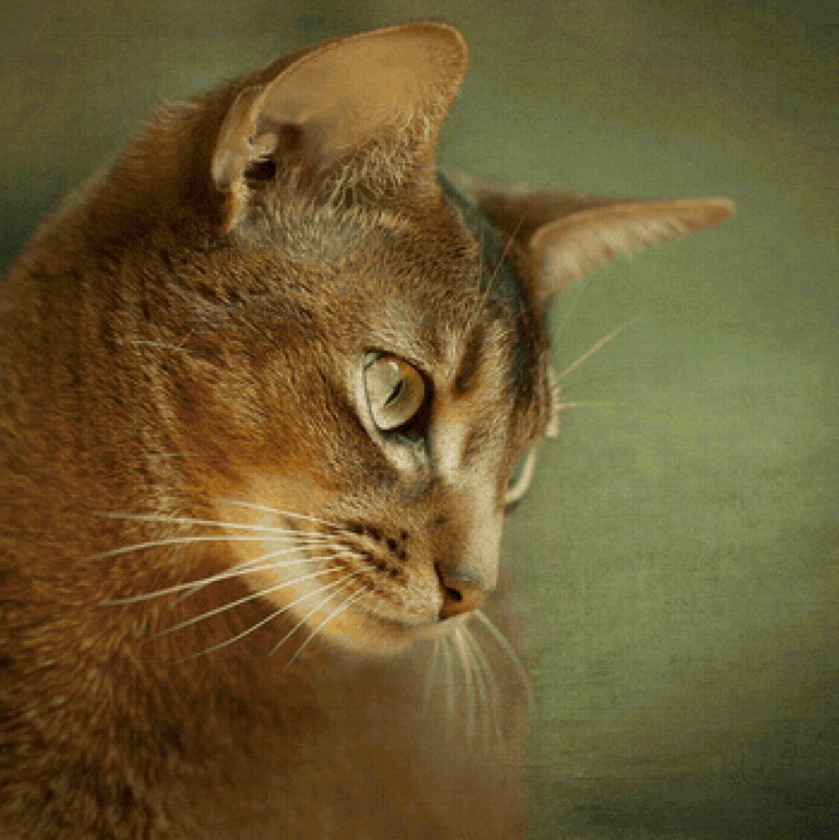 Абиссинская кошка портрет