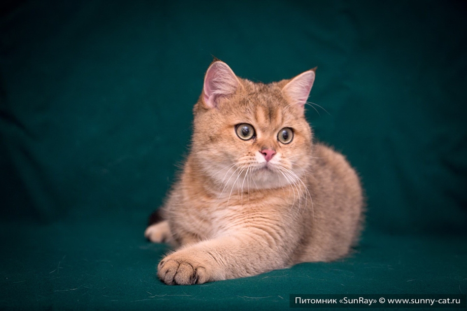 Шотландская короткошерстная Золотая