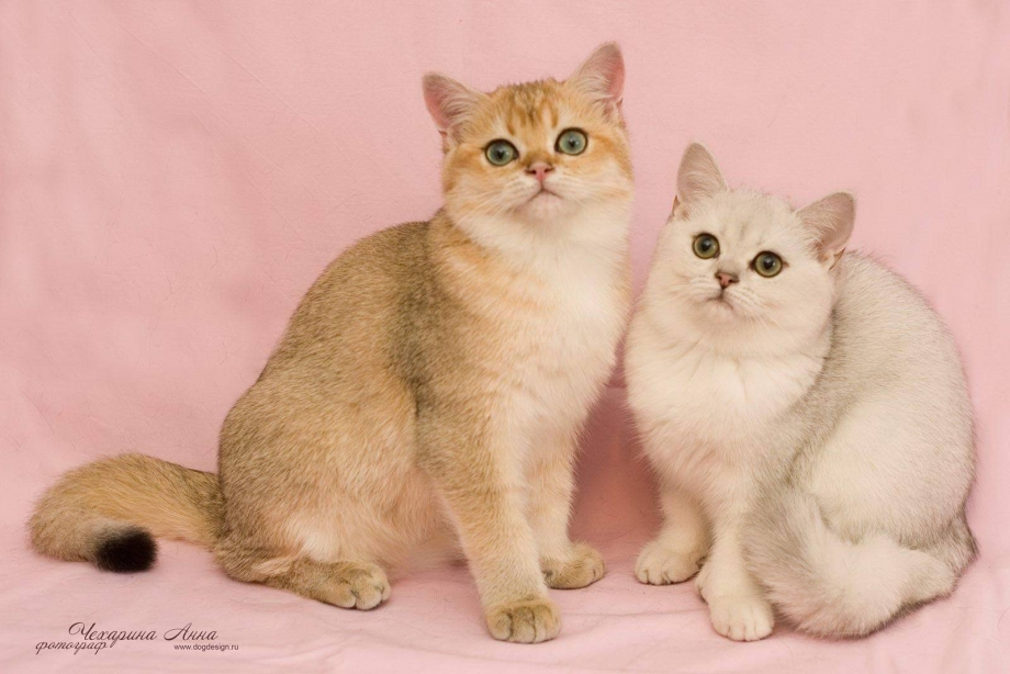 Шотландская короткошерстная Золотая шиншилла
