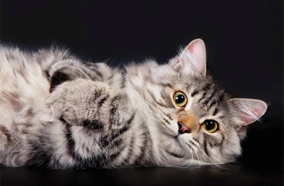 Сибирская кошка