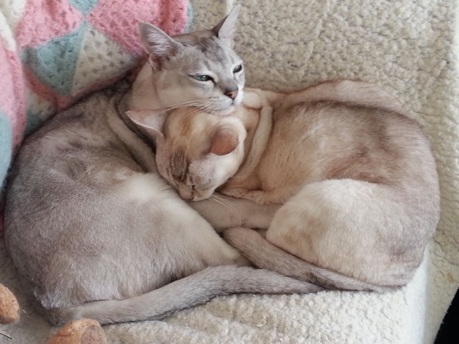 Бурмилла рыжая котята