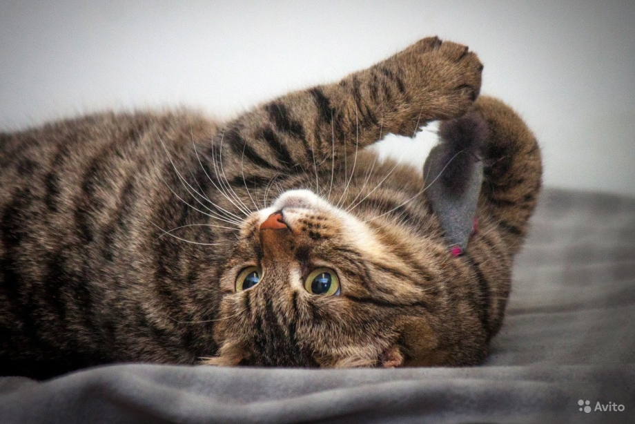 Ласковая кошка