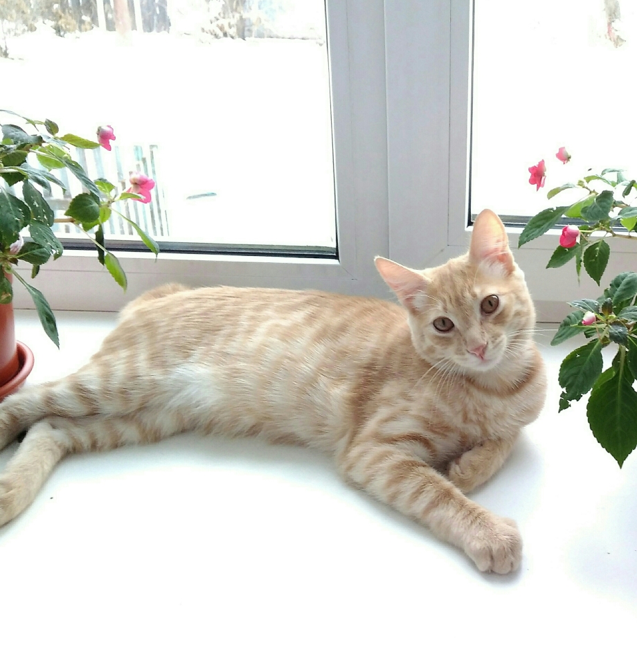 Коты бледного окраса