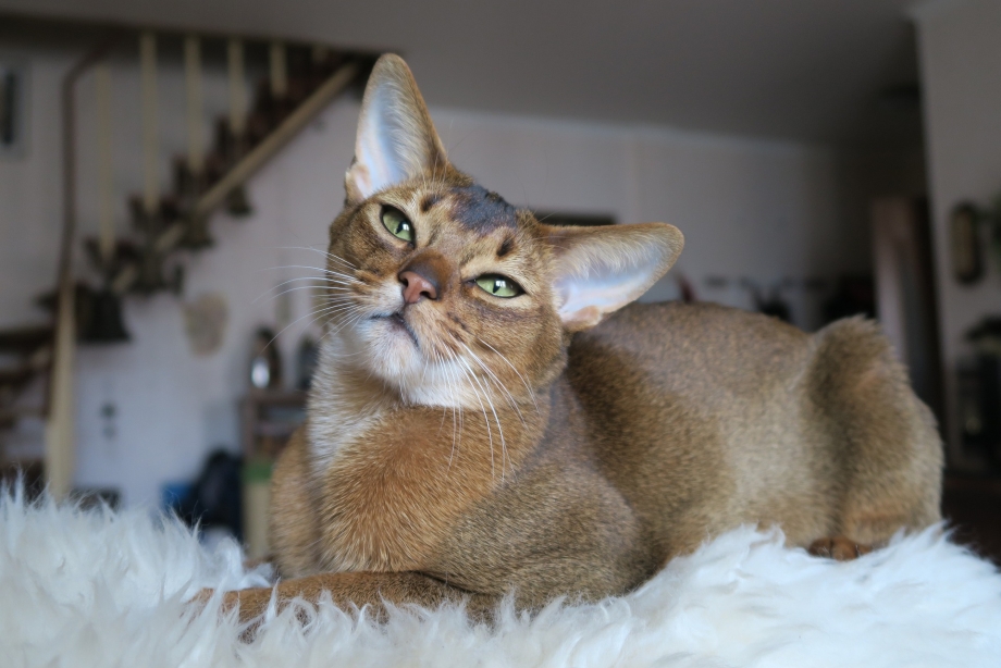 Абиссинская кошка